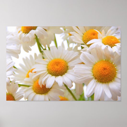 Bright Summer Daisies Poster (Voorkant)