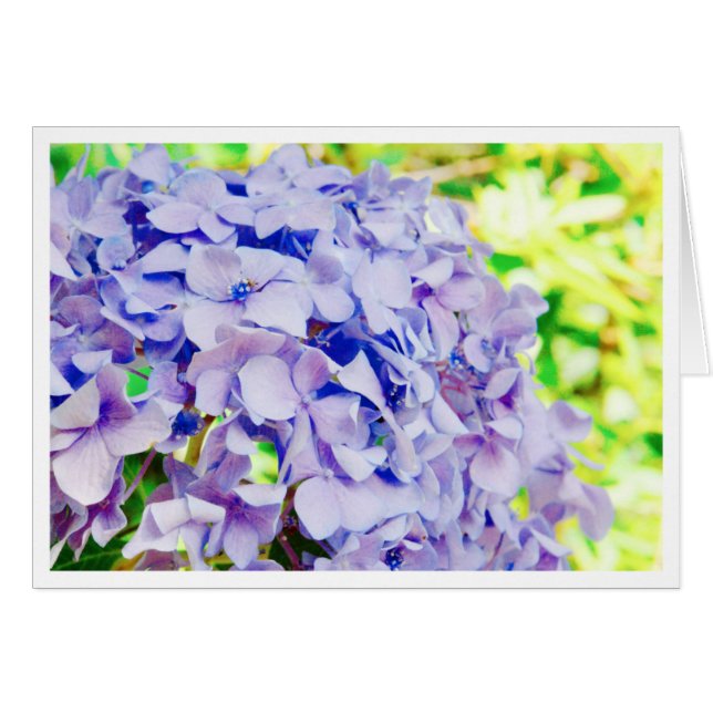 Bright Summer Hydrangea (Voorkant Horizontaal)