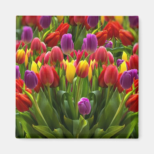 Bright Tulpen Magneet (Voorkant)