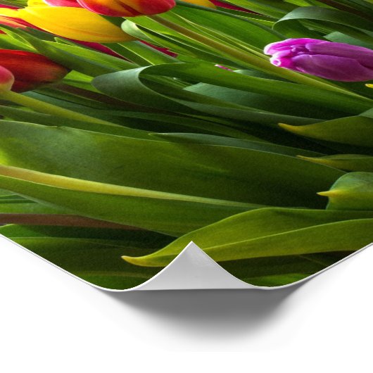 Bright Tulpen Poster (Hoek)