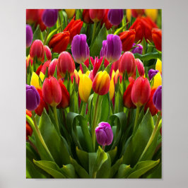 Bright Tulpen Poster