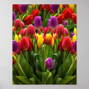 Bright Tulpen Poster