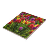 Bright Tulpen Tegeltje (Zijkant)