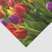 Bright Tulpen Tissuepapier (Detail)