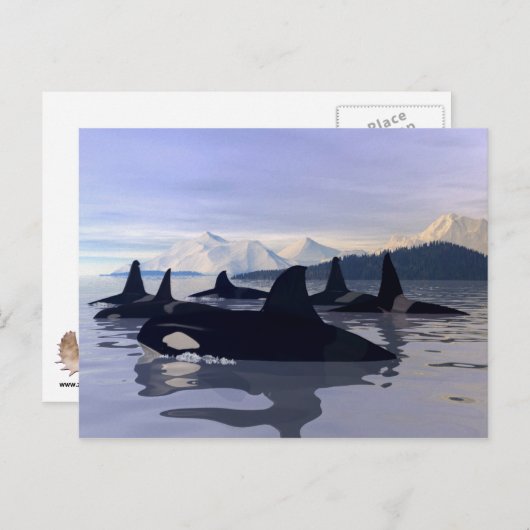 Bright Water Orca Briefkaart (Voorkant / Achterkant)