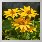 Bright Yellows Poster (Voorkant)