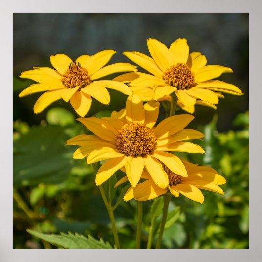 Bright Yellows Poster (Voorkant)