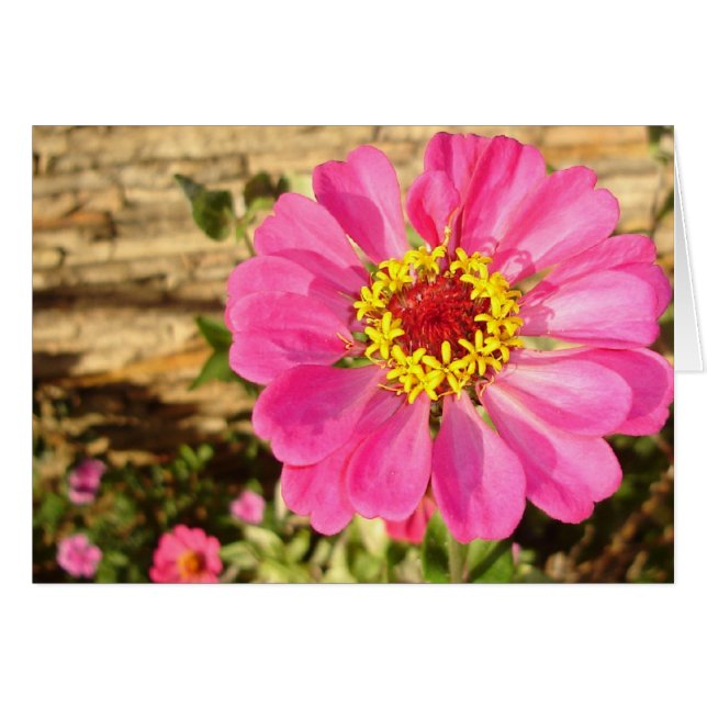 Bright Zinnia (horizontale kaart) (Voorkant Horizontaal)