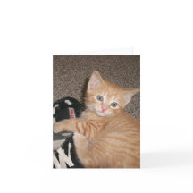 BrightStor Kitten Note-kaart