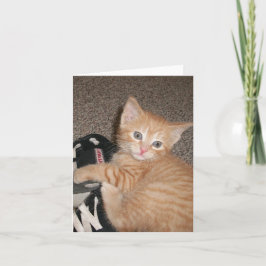 BrightStor Kitten Note-kaart Kaart