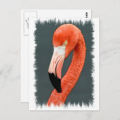 Briljant Flamingo Briefkaart (Voorkant / Achterkant)