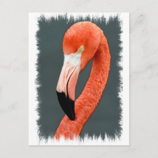 Briljant Flamingo Briefkaart (Voorkant)