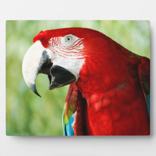 Briljant Rood Fotoplaat