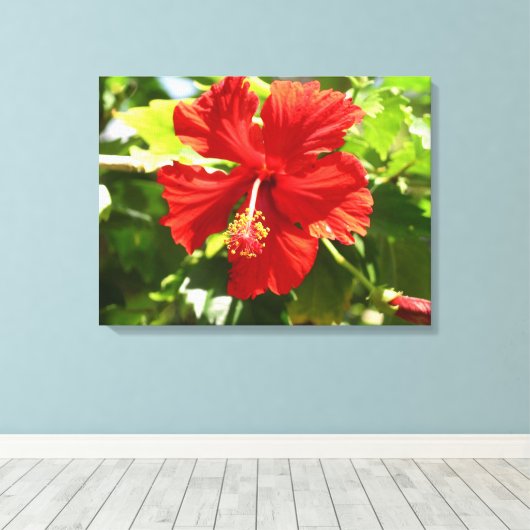 Briljant Rood Hibiscus Bloem Canvas Print (Insitu (Houten vloer))