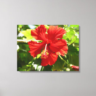Briljant Rood Hibiscus Bloem Canvas Print