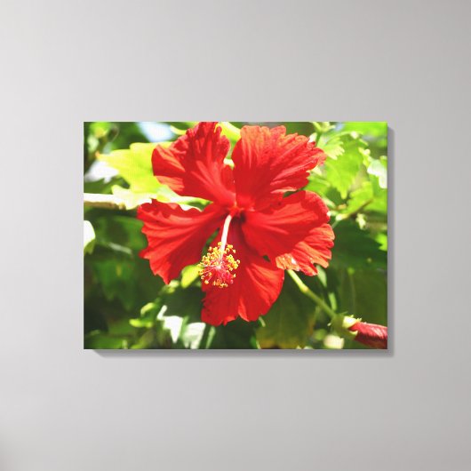 Briljant Rood Hibiscus Bloem Canvas Print (Voorkant)
