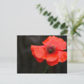 Briljant rood papaverachtig Briefkaart (Staand voorkant)