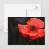 Briljant rood papaverachtig Briefkaart (Voorkant / Achterkant)
