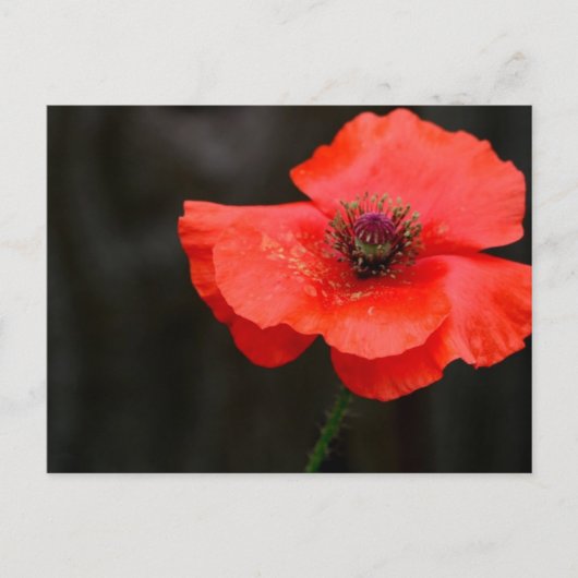 Briljant rood papaverachtig Briefkaart (Voorkant)