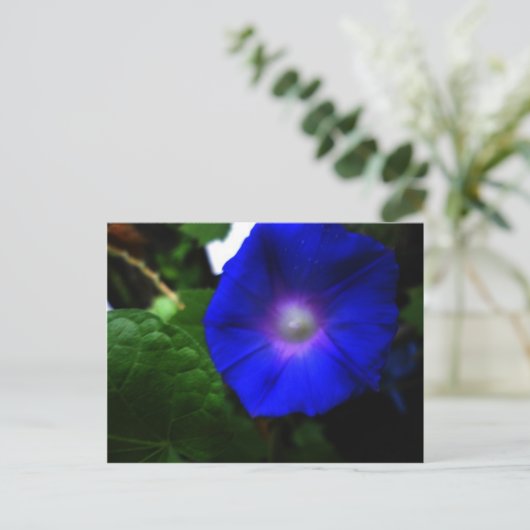 Briljantblauw-ochtendglorfoto Briefkaart (Staand voorkant)