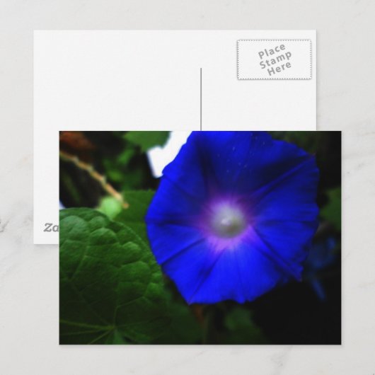 Briljantblauw-ochtendglorfoto Briefkaart (Voorkant / Achterkant)