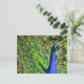 Briljantblauw Peacock Briefkaart (Staand voorkant)