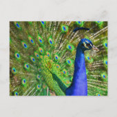 Briljantblauw Peacock Briefkaart (Voorkant)