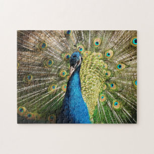 Briljantblauw Peacock Legpuzzel