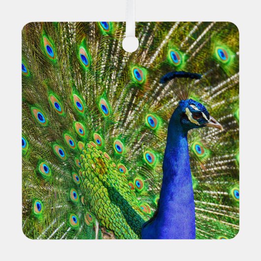 Briljantblauw Peacock Metal Ornament (Voorkant)
