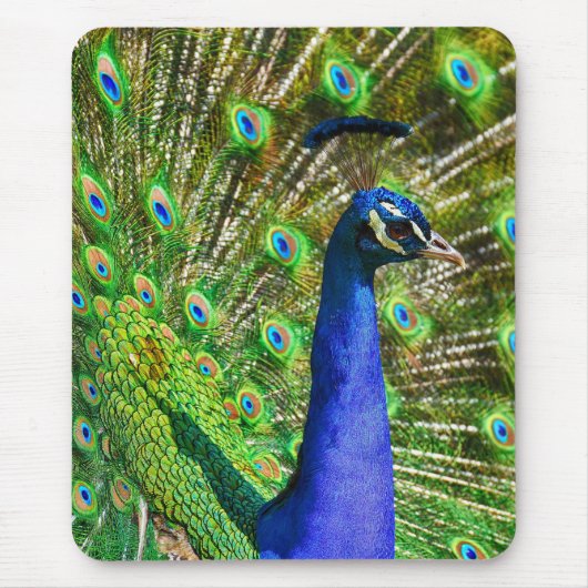 Briljantblauw Peacock Muismat (Voorkant)