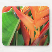 Briljante Heliconia Tropical Flowers