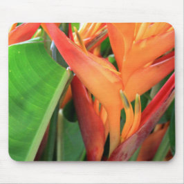 Briljante Heliconia Tropical Flowers Muismat