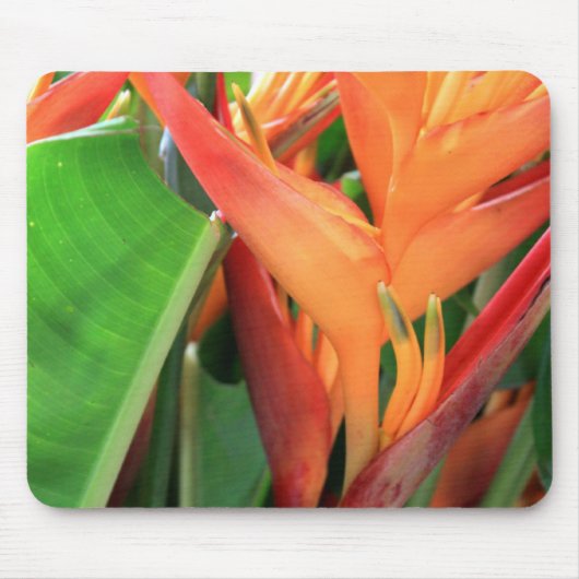 Briljante Heliconia Tropical Flowers Muismat (Voorkant)