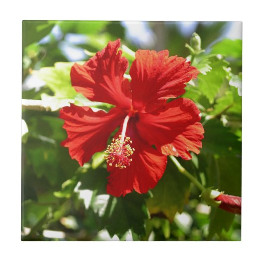 Briljante rode Hawaiian Hibiscus Flower Tegeltje (Voorkant)