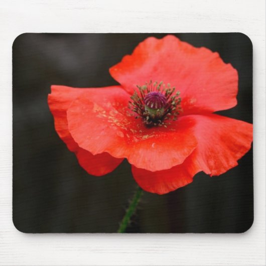 Briljante rode papaver muismat (Voorkant)