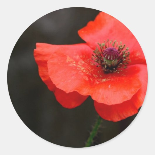 Briljante rode papaver ronde sticker (Voorkant)