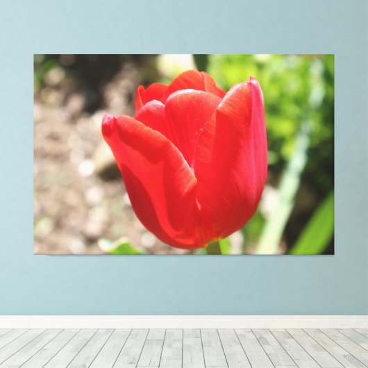 Briljante rode tulp canvas afdruk (Insitu (Houten vloer))