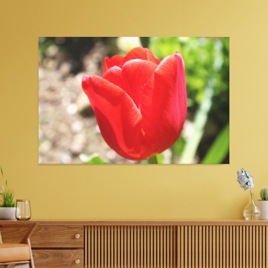 Briljante rode tulp canvas afdruk (Insitu (Woonkamer))