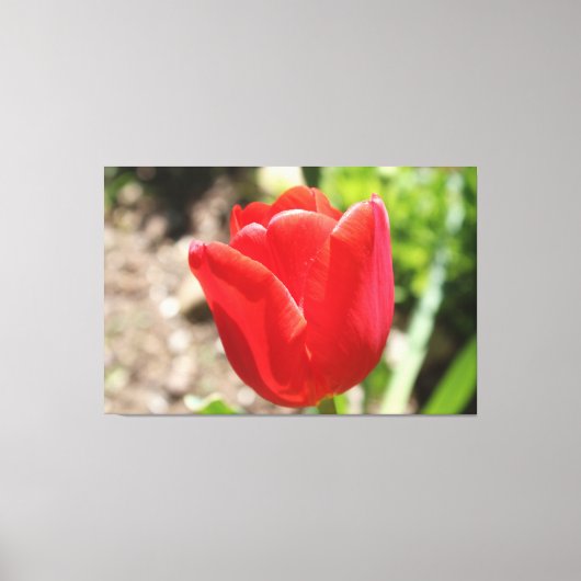 Briljante rode tulp canvas afdruk (Voorkant)