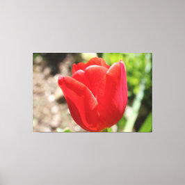 Briljante rode tulp canvas afdruk