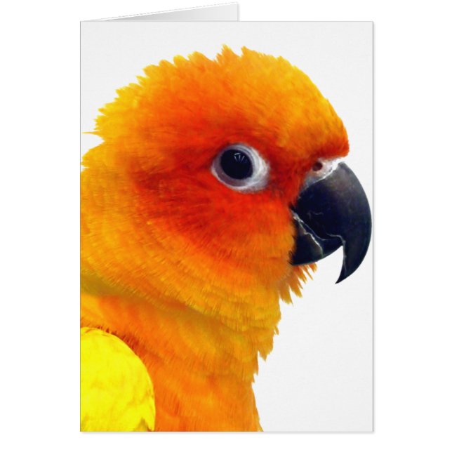 Briljante Sun Conure (Voorkant)