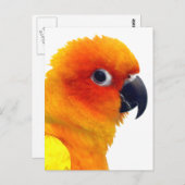 Briljante Sun Conure Briefkaart (Voorkant / Achterkant)