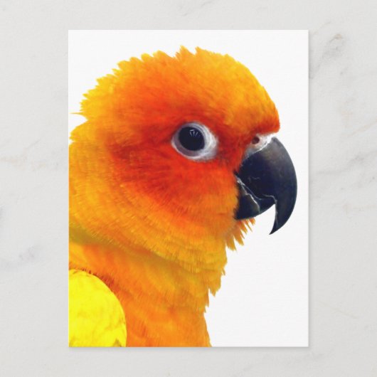 Briljante Sun Conure Briefkaart (Voorkant)