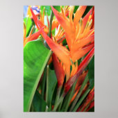 Briljantende Heliconia Poster (Voorkant)