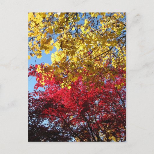 Briljantherfst Trees Briefkaart (Voorkant)
