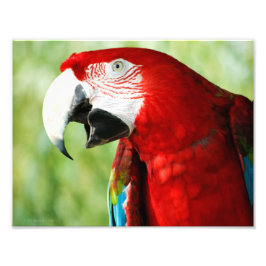 Briljantrood Foto Afdruk