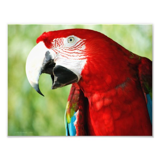 Briljantrood Foto Afdruk (Voorkant)