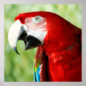 Briljantrood Poster (Voorkant)