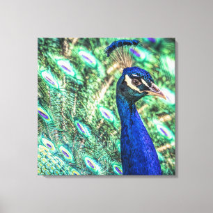 Brilliance in Blauw &Groen Peacock Canvas Afdrukke Afdruk