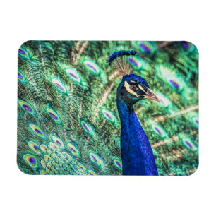 Brilliance in Blauw &Groene Peacock Magnet Magneet